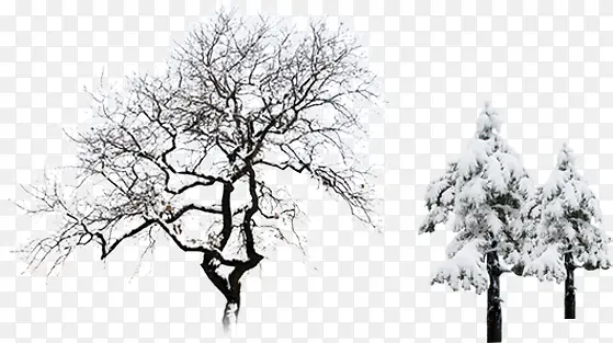 挂着积雪的枯树和松树