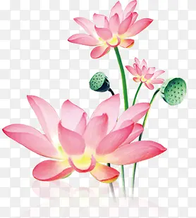 粉色梦幻莲花装饰植物