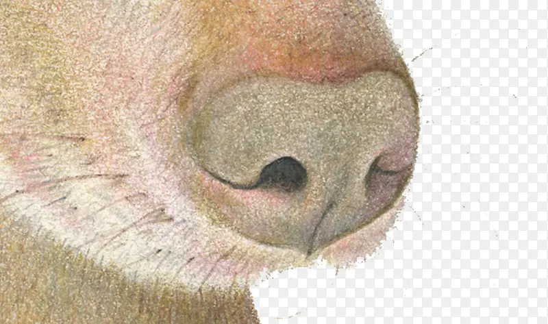 棕色的狗鼻子