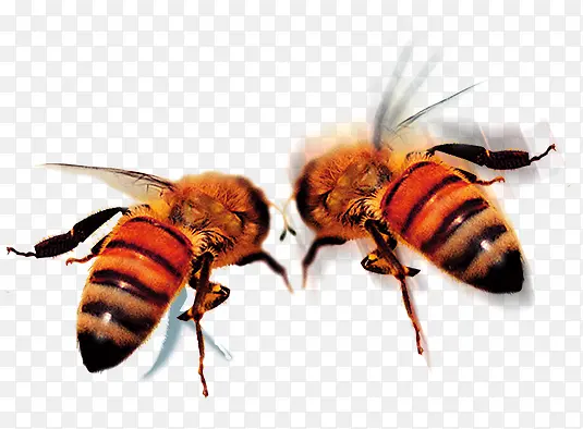 两只蜜蜂免抠PNG素材
