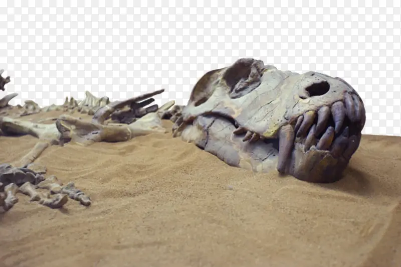 埋在黄沙里的恐龙化石实物