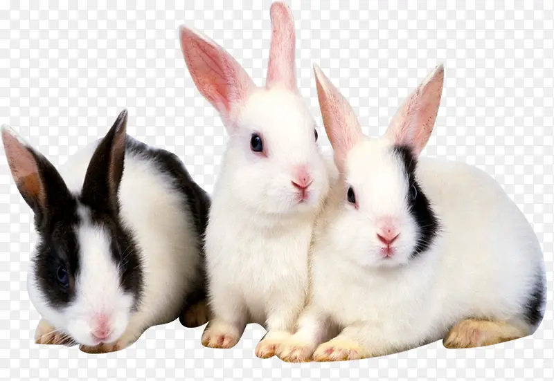 三只可爱的小兔子
