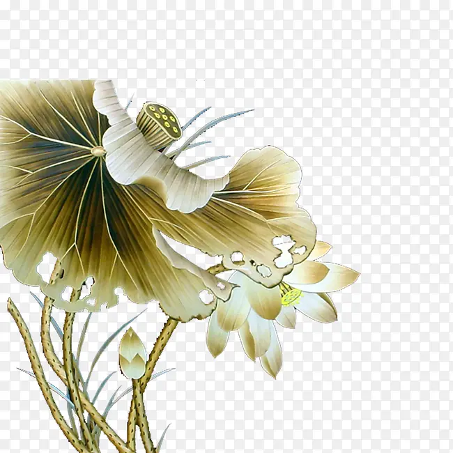 荷花