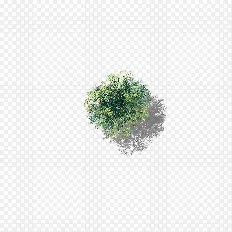 俯视白杨树