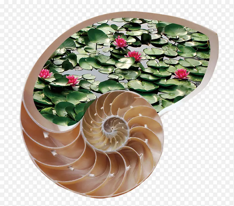 荷花池与海螺创意设计
