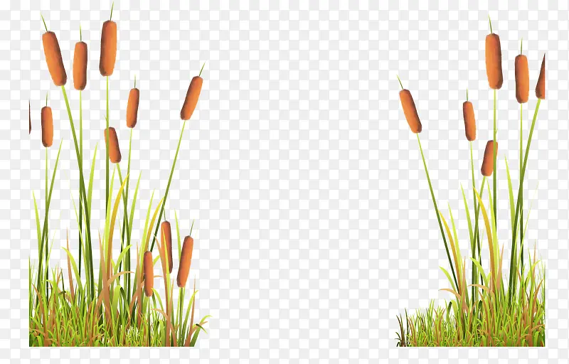 卡通矢量植物野草猫草