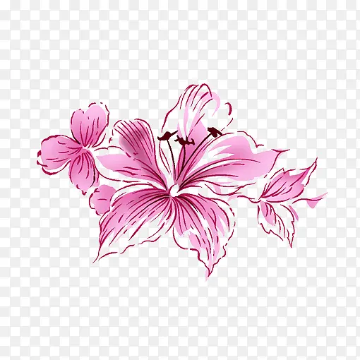 手绘粉色的百合花