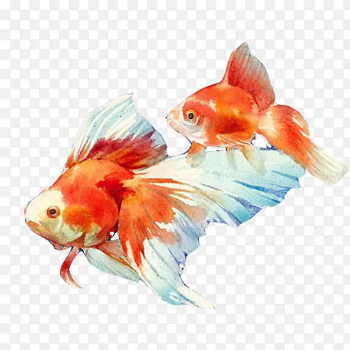 金鱼母子水彩画素材图片