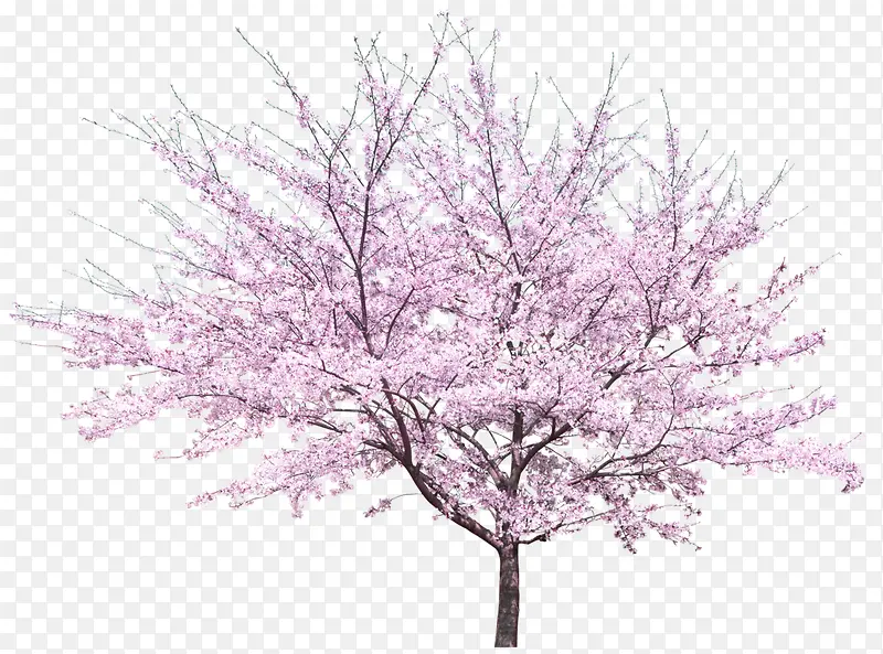 粉色桃树树木桃园景观装饰图案
