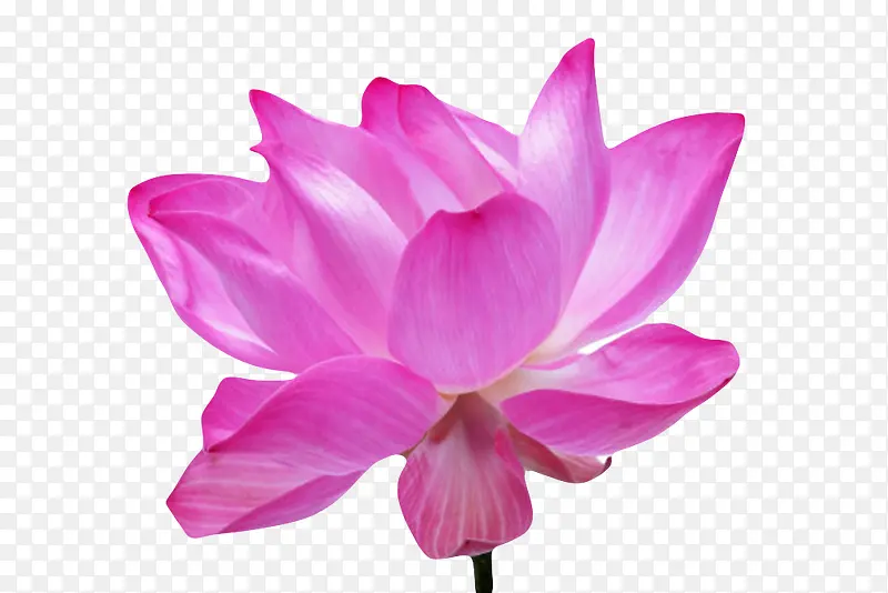 紫色纯洁的长花瓣水芙蓉实物