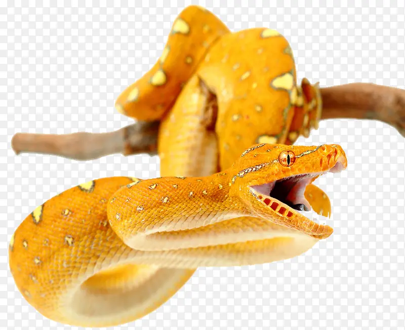 黄纹蟒蛇