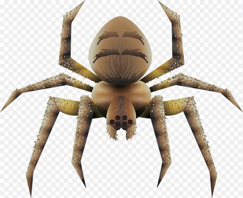 恐怖的褐色蜘蛛