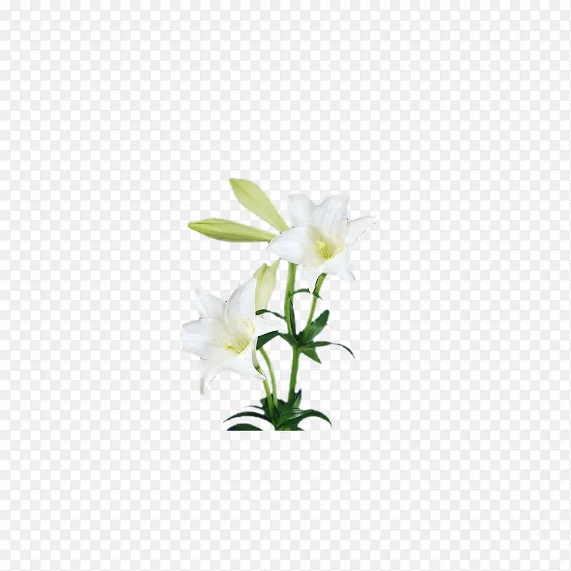 鲜花 花朵 花儿素材