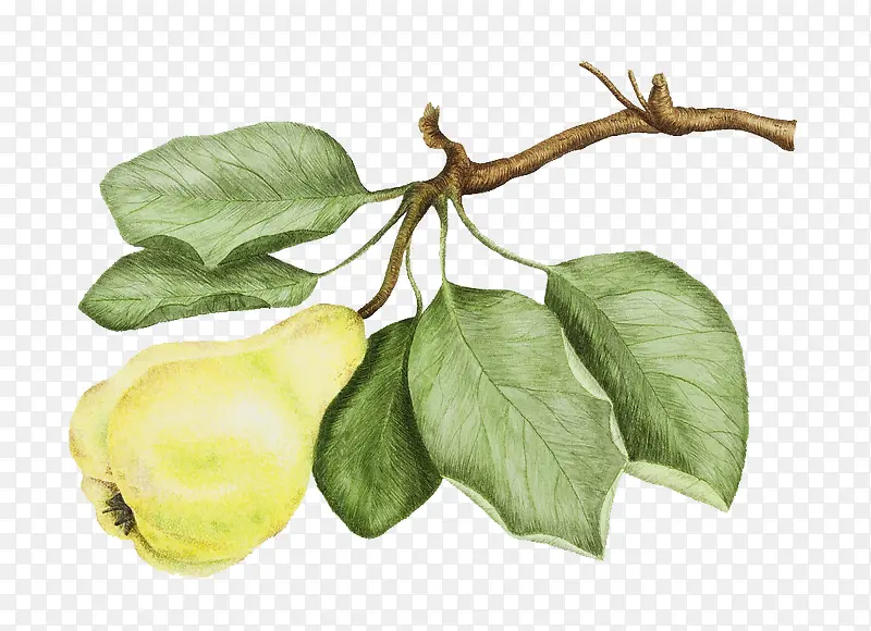 手绘插图树枝叶与一颗梨