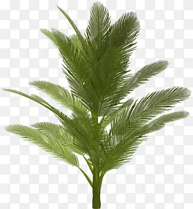 棕榈树