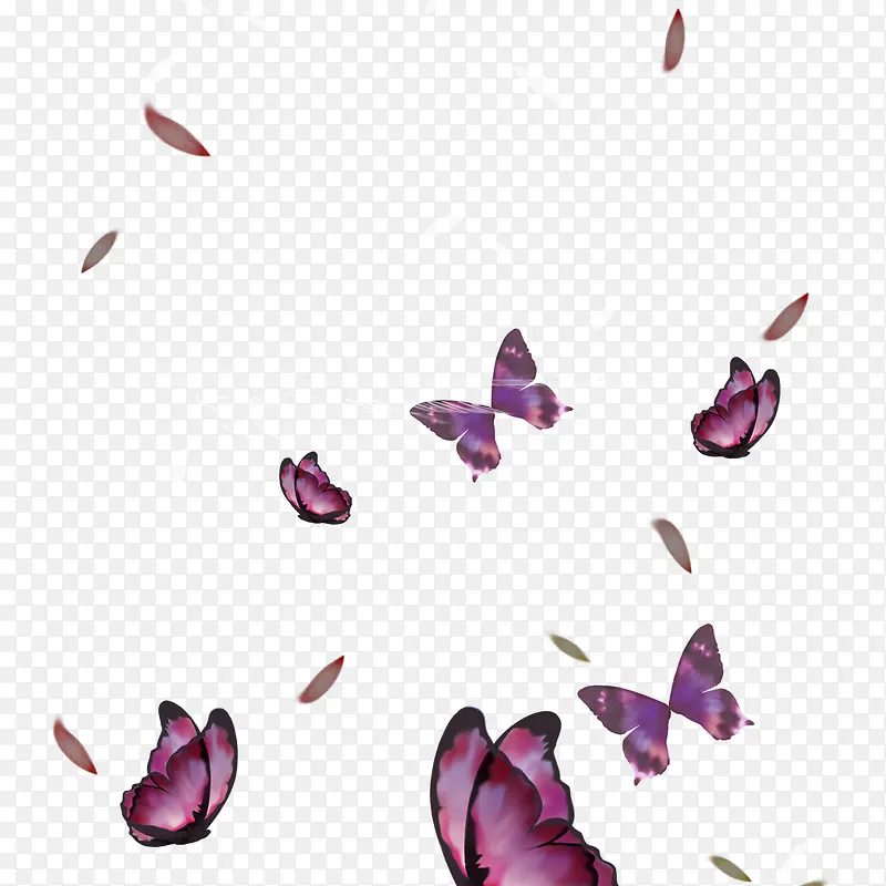 一群紫色的蝴蝶