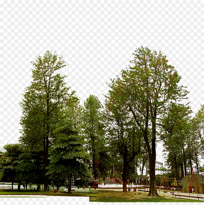 树木公园景观绿化