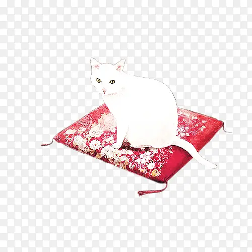 小白猫坐在红色花布上