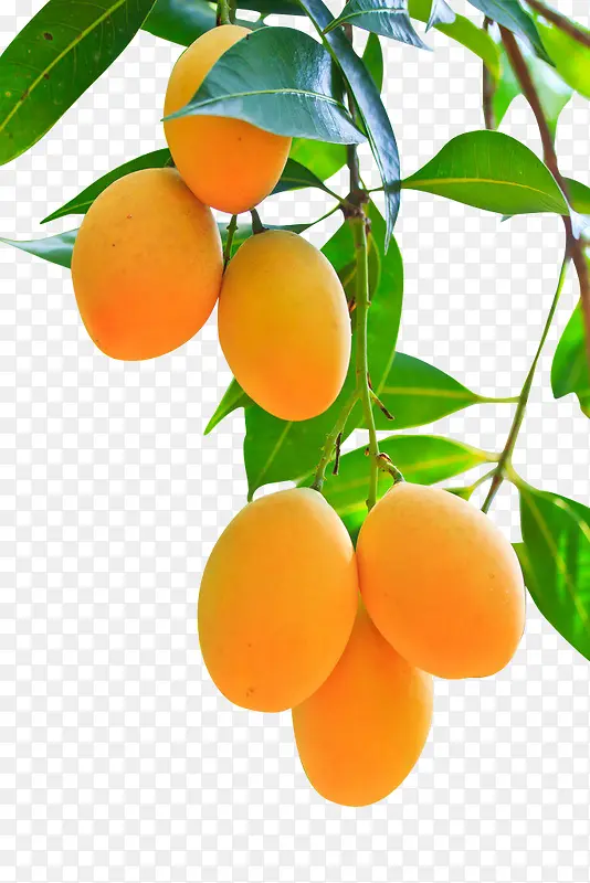 产品实物水果芒果