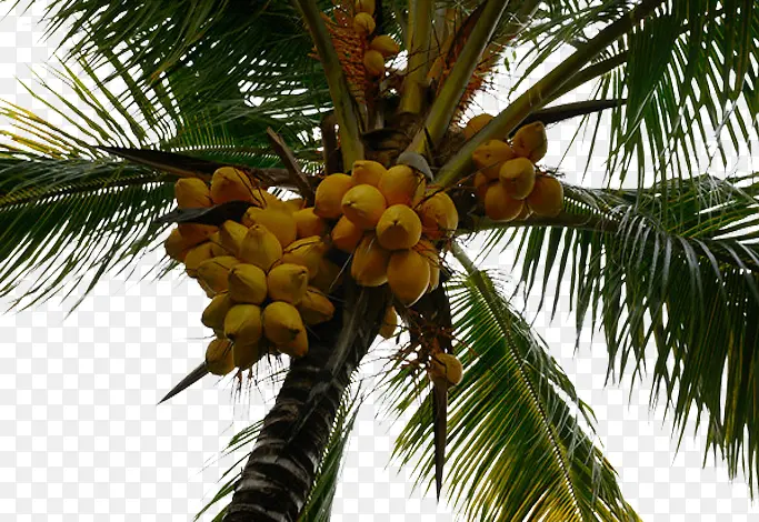 棕榈树上的棕榈果果实