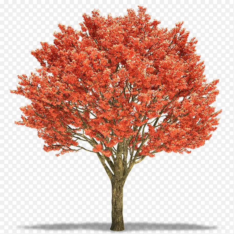 大树上的红色树叶