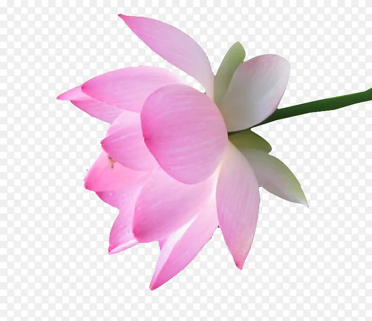 荷花图片免扣素材
