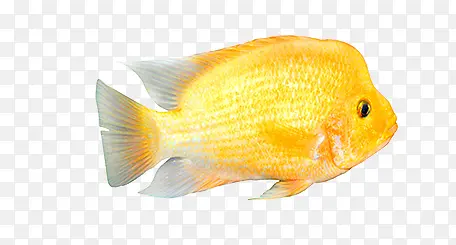 金色的鱼