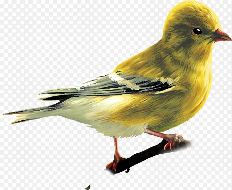 高清摄影黄色的小鸟造型