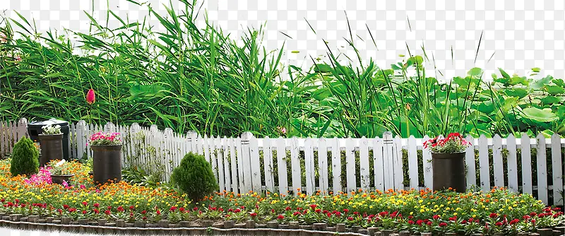 园林植物