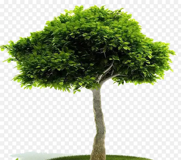 园林景观植物古榕树设计模型