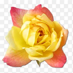 玫瑰黄色2图标