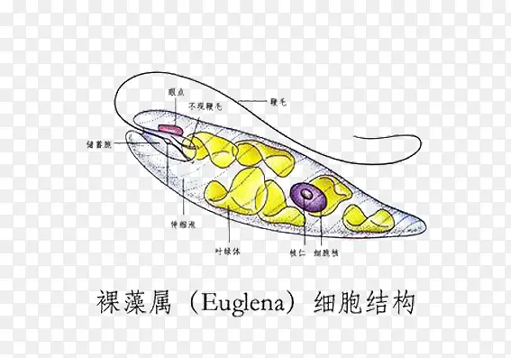 裸藻属的形态结构