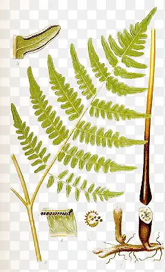 重蕨类植物