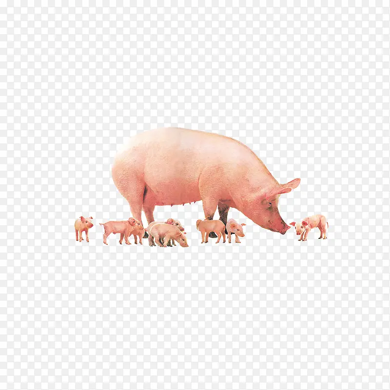 小猪和母猪图形