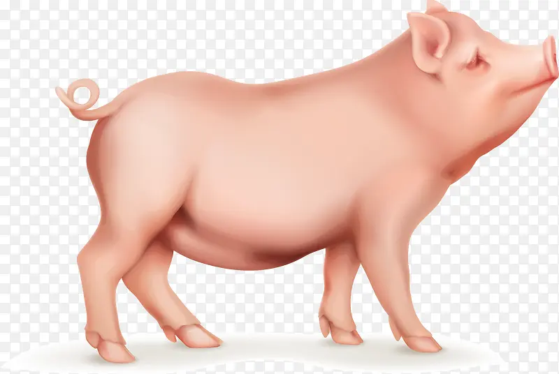 一头猪