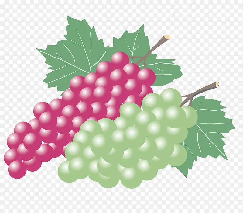 手绘红提葡萄和无核白葡萄