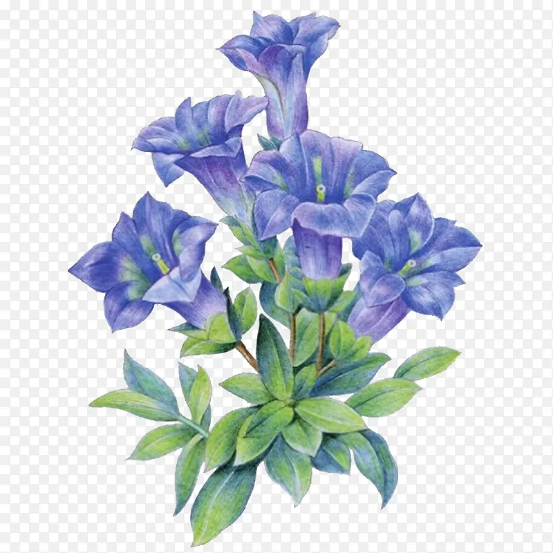 紫色喇叭花