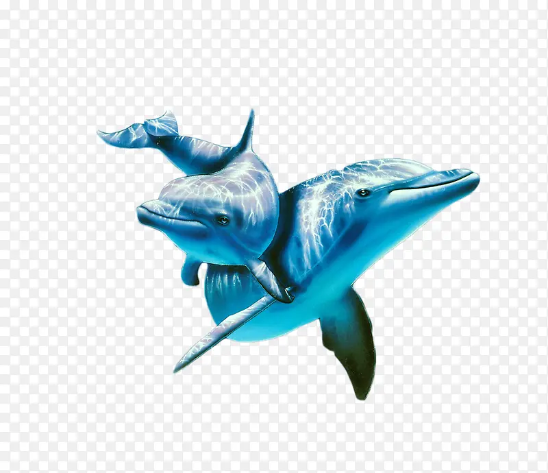海里的鲸鱼
