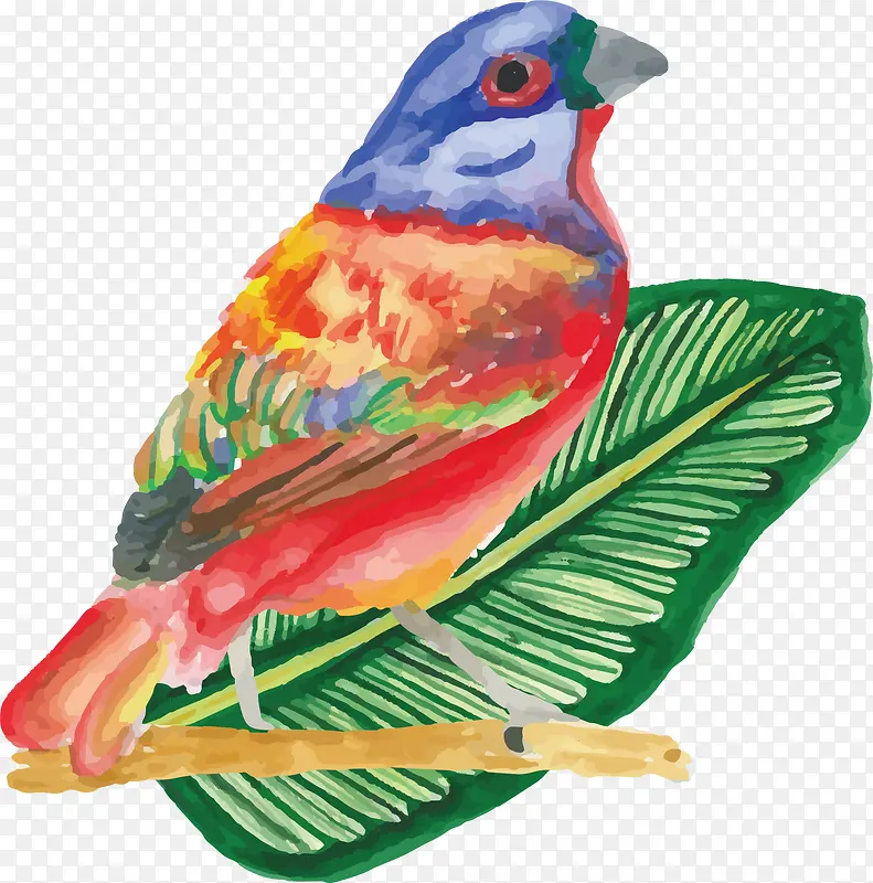 水彩手绘彩色羽毛的小鸟