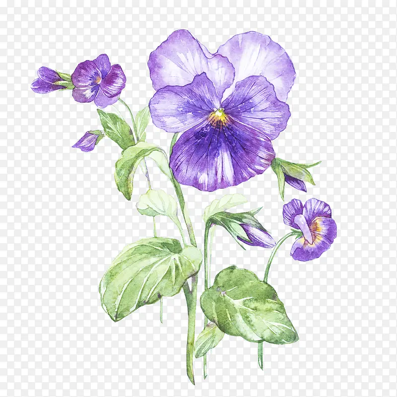 喇叭花植物