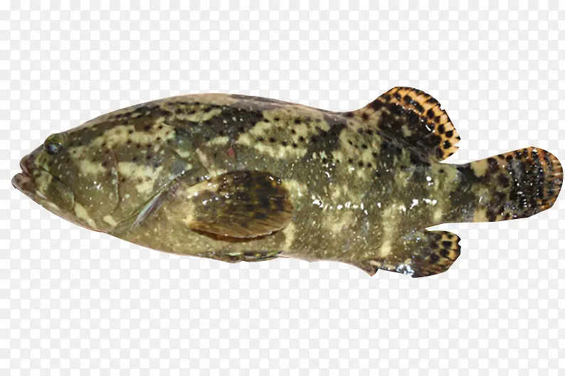 土裂纹斑鱼