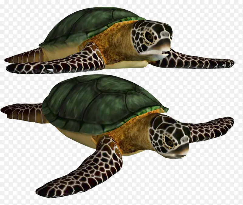 绿色贝壳的海龟