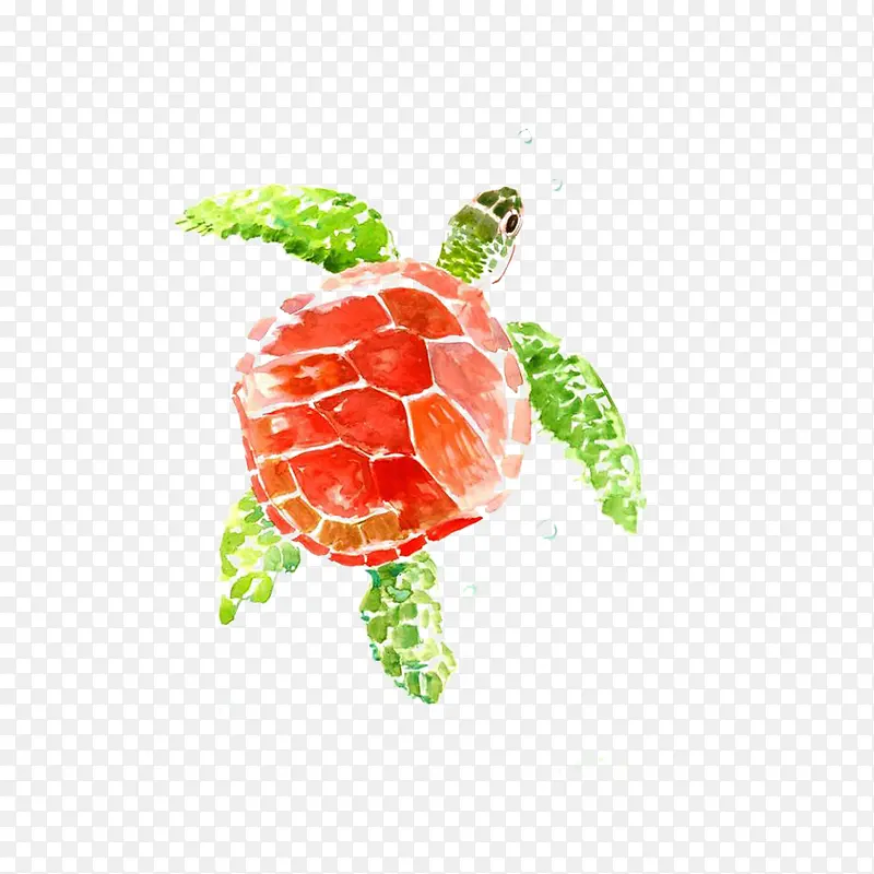 手绘海龟