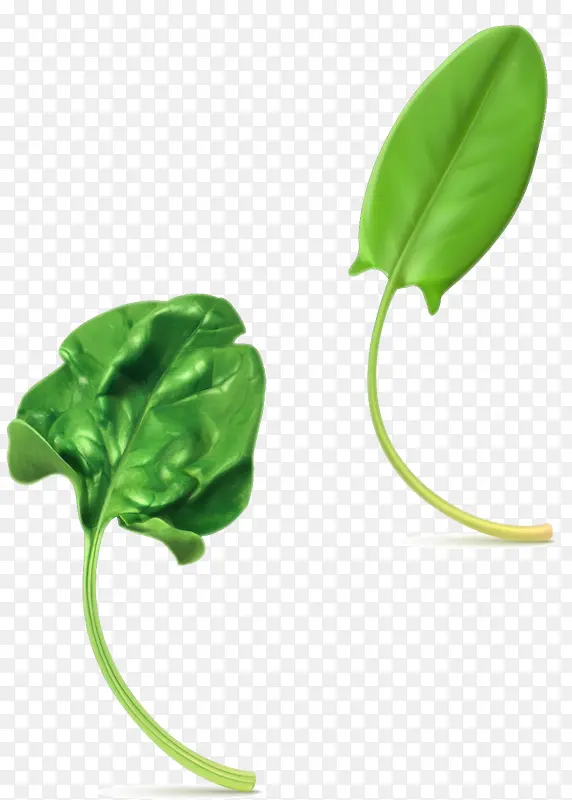 矢量写实绿色菜叶子