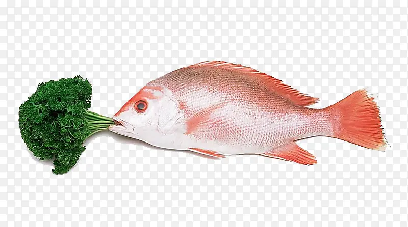蔬菜与鱼食材摄影