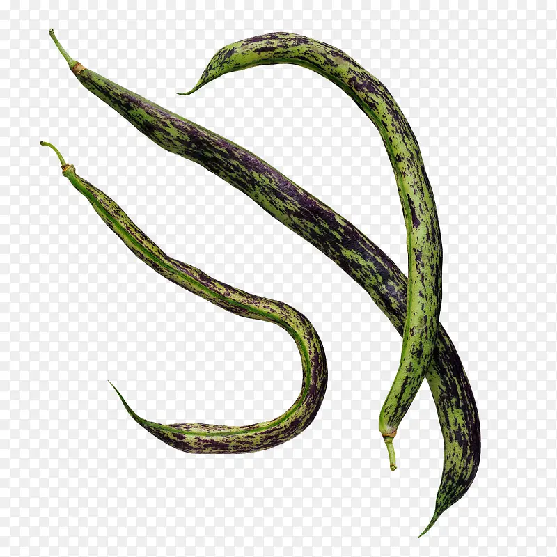 长豆角 有机