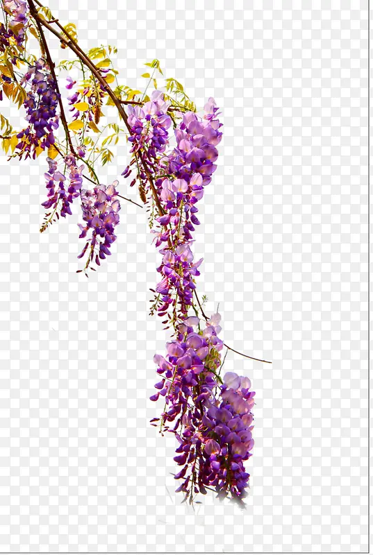 树枝上的紫色花朵