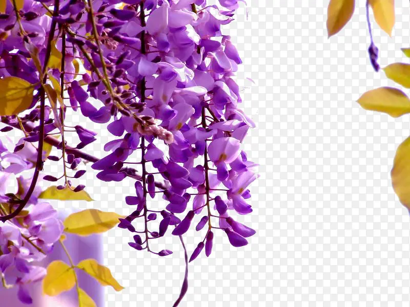 紫色紫藤花