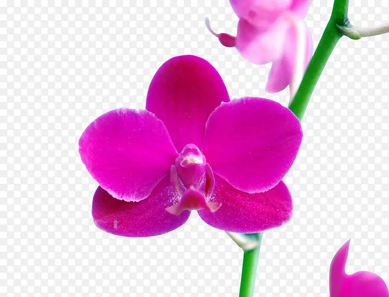 紫色蝴蝶兰花简图