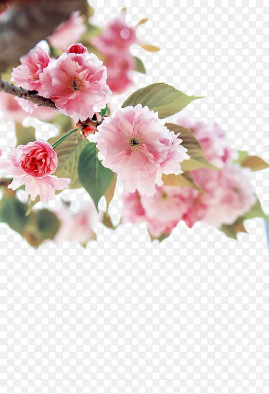 粉色鲜花背景元素